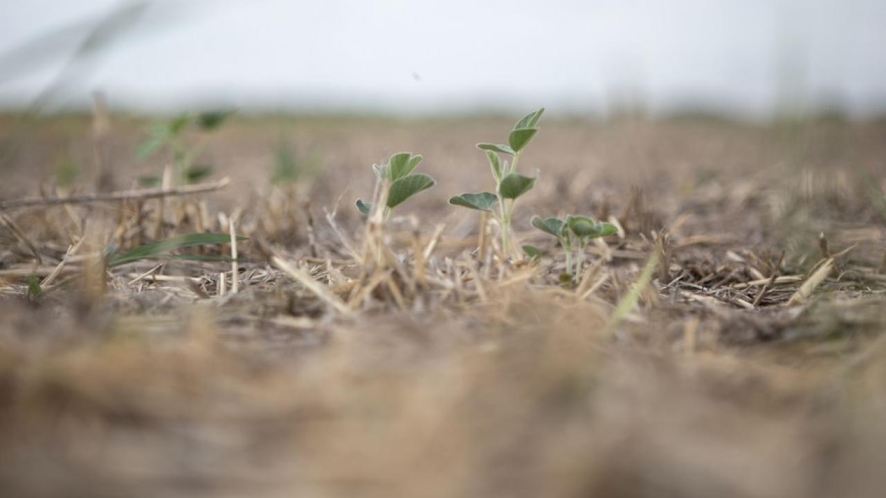 Reducen estimaciones de cosecha para la soja y maíz de Argentina debido a la sequía