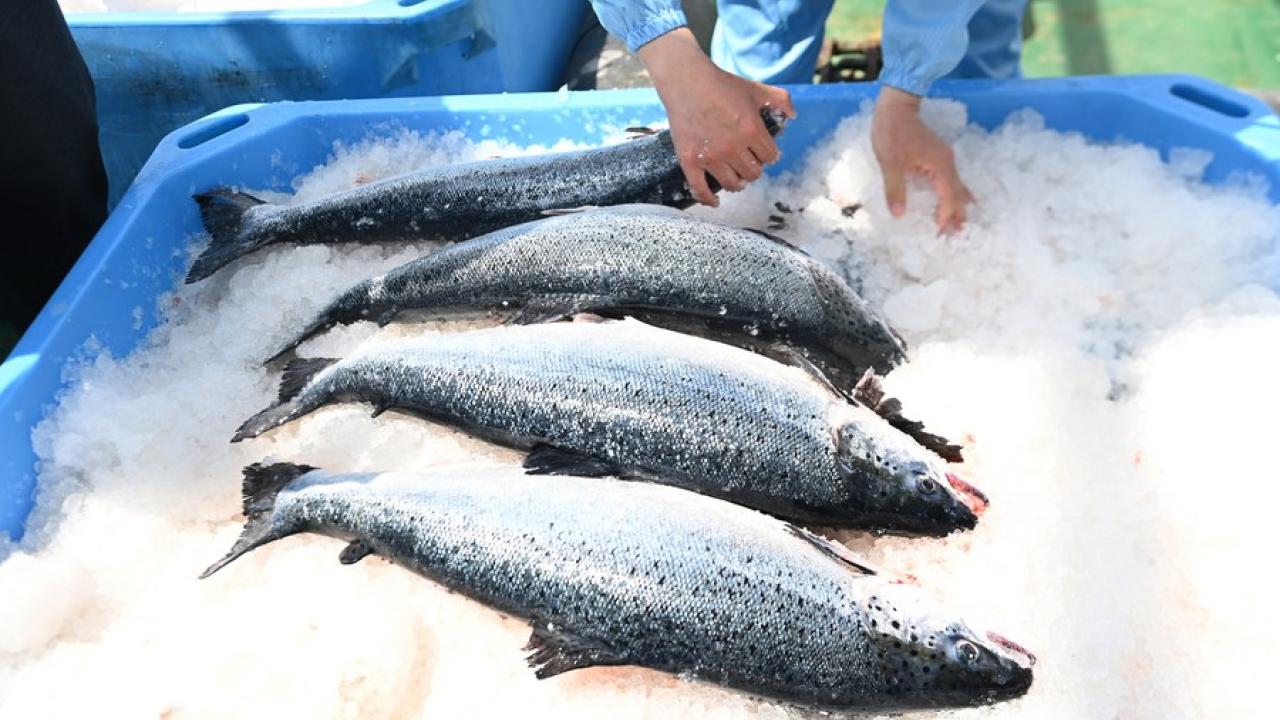 Salmonera canadiense en Chile acusa "denegación de justicia": fallo la haría perder 170 mil peces