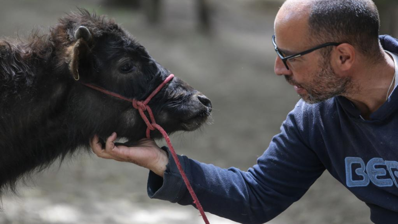Nace el primer refugio para el toro de lidia en Colombia Nace el primer refugio para el toro de lidia en Colombia