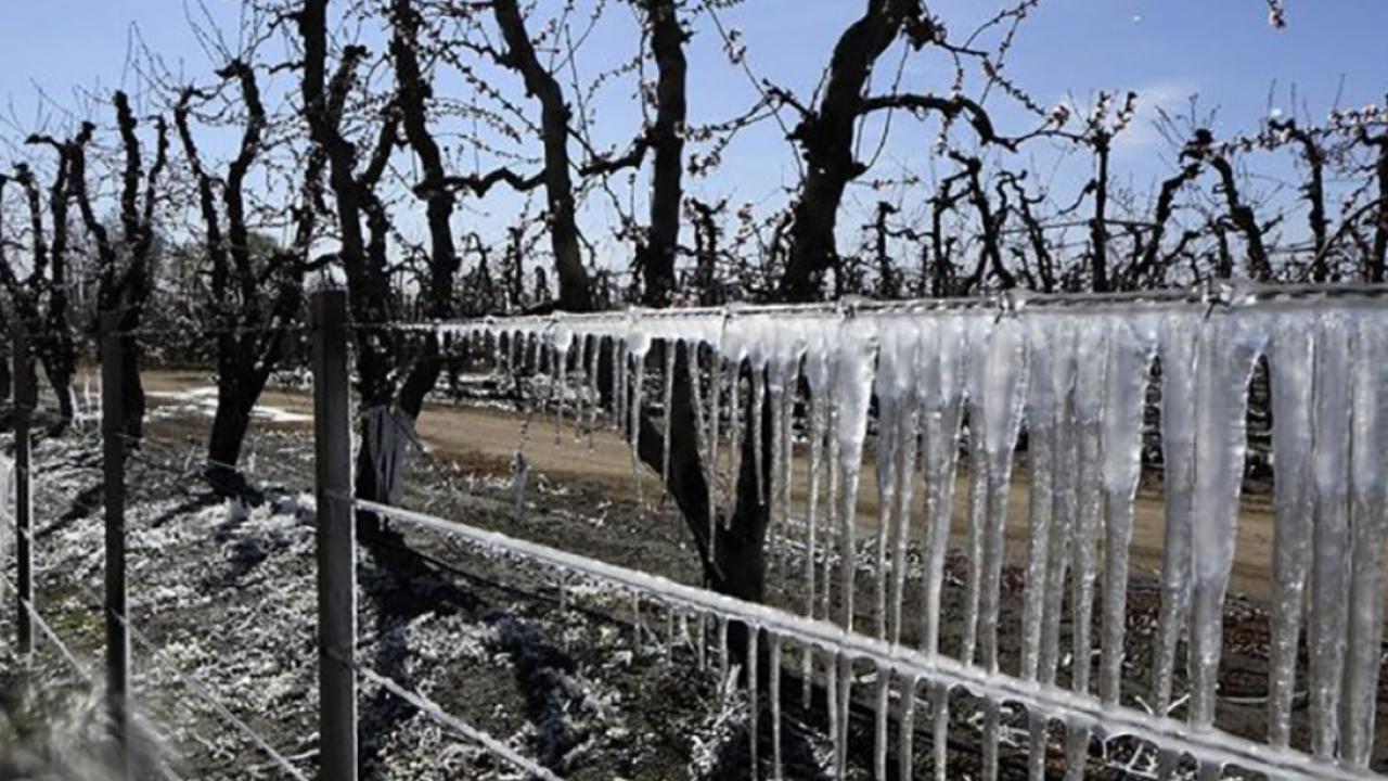 Vendimia en Argentina está marcada por contingencias climáticas Vendimia en Argentina está marcada por contingencias climáticas