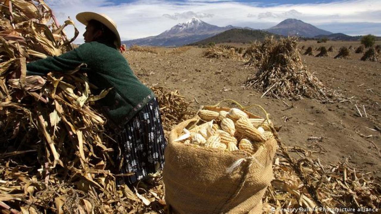 México revoca permisos para uso de maíz transgénico en humanos
