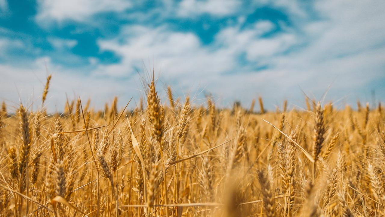 FAO: precios mundiales de los alimentos siguen a la baja FAO: precios mundiales de los alimentos siguen a la baja