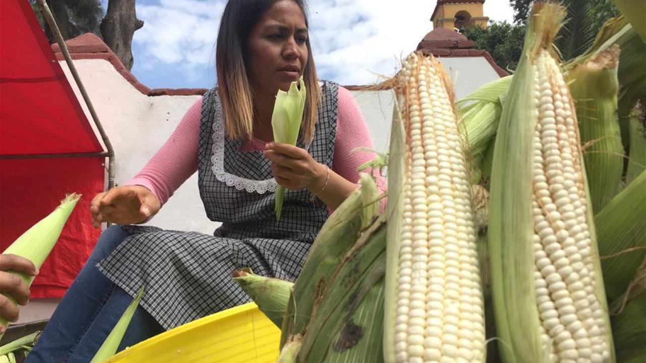 México perdería en panel por maíz transgénico y habría represalias comerciales