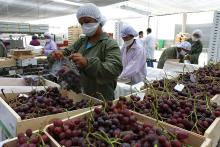 Trabajadores empacando uvas.