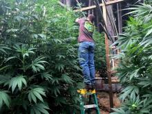 Cannabis grower Steve Dillon tends to his plants on his farm in Humboldt County, California.