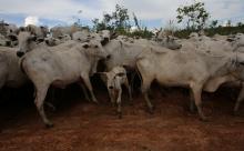 vacas en Brasil