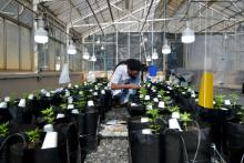 Agronomist Engineer Sergio Rocha, 36, Executive Director of the cannabis cultivation for research and cultivation project, works inside of a greenhouse at the Federal University of Vicosa, Minas Gerais state, Brazil.