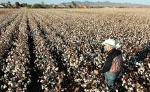 Campo de algodon foto El Economista Mexico