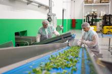 Trabajadoras en planta agroindustrial