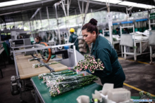 exportaciones de flores colombinas a China foto Xinhua