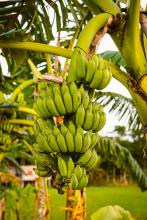 planta de banana