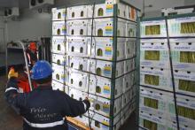 Agroexportaciones peruanas, foto Agencia Andina