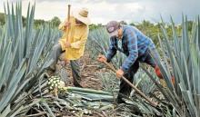 Camesinos recolectando agave para tequila, foto El Economista