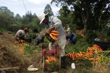 Agricultores Venezuela, foto Xinhua