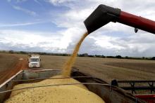 cosecha de soya en Brasil, foto Xinhua