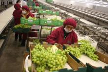 Agroexpor. Foto: Andina. 