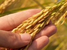 Granos de arroz. Foto: Pixabay. 