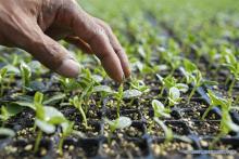 Agricultura. Foto: Xinhua. 