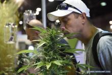 Cannabis. Foto: Xinhua. 