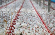 foto Reuters JBS pollos pienso