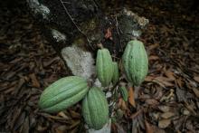 cacao Africa crédito foto Reuters