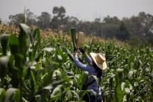 maiz amarillo México crédito Reuters