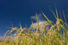 Fuente: Istock