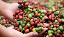 La crisis energética en Europa pone en duda la demanda futura de café guatemalteco