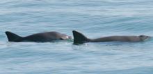 CITES da ultimátum a México hasta febrero 2023 para proteger vaquita marina