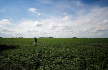 Argentina evalúa restablecer tipo de cambio especial para productores de soja