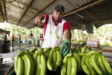Los plátanos de Ecuador alientan las conversaciones para una ruta marítima entre Rusia y América Latina