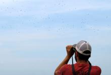 El avistamiento de aves da a México una pequeña esperanza para preservar naturaleza y economía