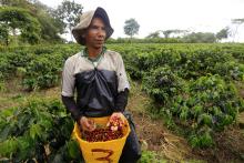 Colombia ve cerca fin de ciclo de buenos precios del café