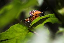 En México, mariposas Monarca inspiran esperanzas de que aumente su población
