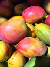 Colombia concreta la primera exportación de mango fresco a Estados Unidos