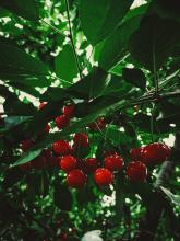 Parte a China el primer embarque directo de cerezas desde la región chilena de Bío Bío