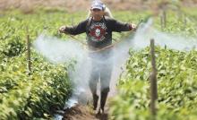 Mexicanos, entre los trabajadores más maltratados en Canadá