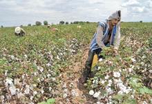 Prohibición de transgénicos repercutirá en producción de algodón mexicano