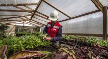 Proyecto chileno de amoniaco verde  recibe aporte financiero de japonesa Nedo 