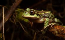 Monitoreo de fauna con ADN permite identificar 13 nuevas especies en Chile