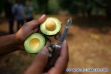Presentan queja ambiental contra producción de aguacate en México ante el T-MEC