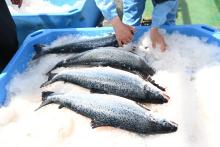 Salmonera canadiense en Chile acusa "denegación de justicia": fallo la haría perder 170 mil peces