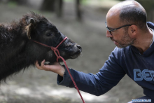 Nace el primer refugio para el toro de lidia en Colombia