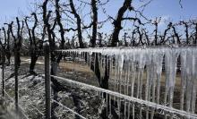 Vendimia en Argentina está marcada por contingencias climáticas